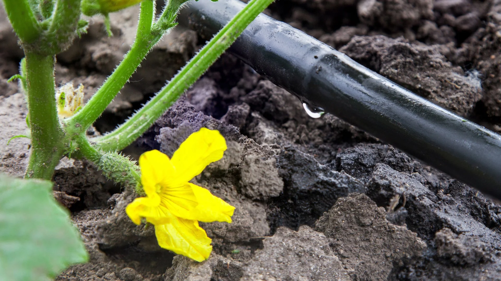 Drip vs Sprinkler Irrigation - Which Is the Right System for You?