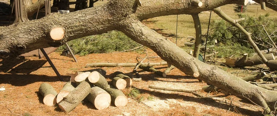 Branches and trunk of a cut down tree in McKinney, TX.