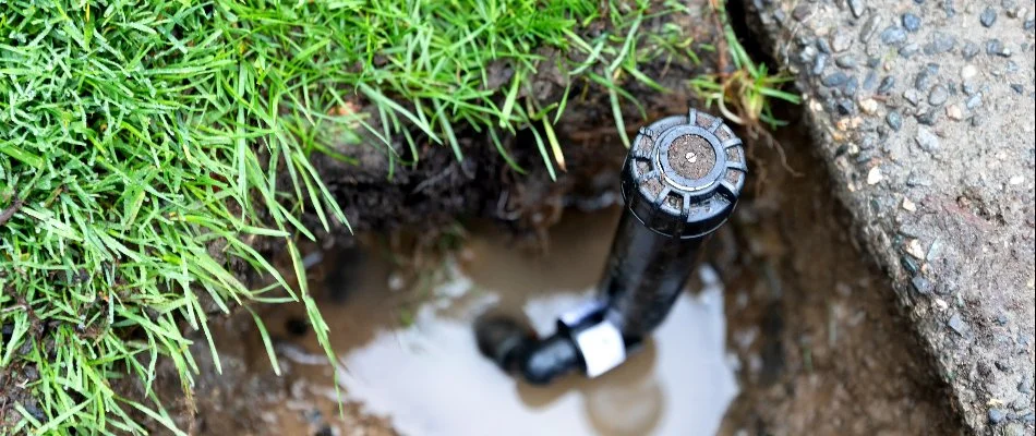 Pool of water around a sprinkler head in Texas.