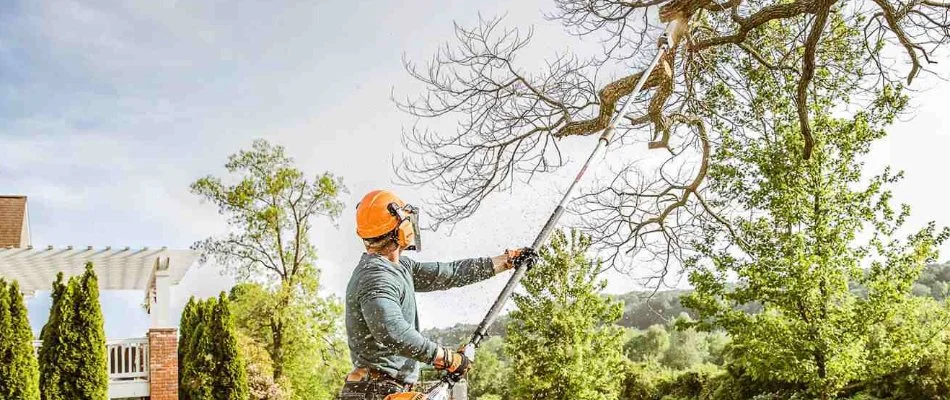 Crew trimming a tree branch in McKinney, TX.