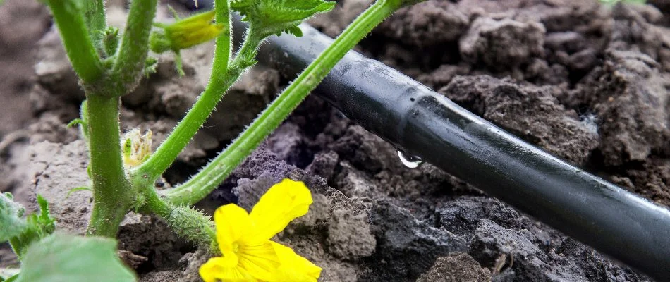 A drip irrigation system in McKinney, TX, providing targeted watering.