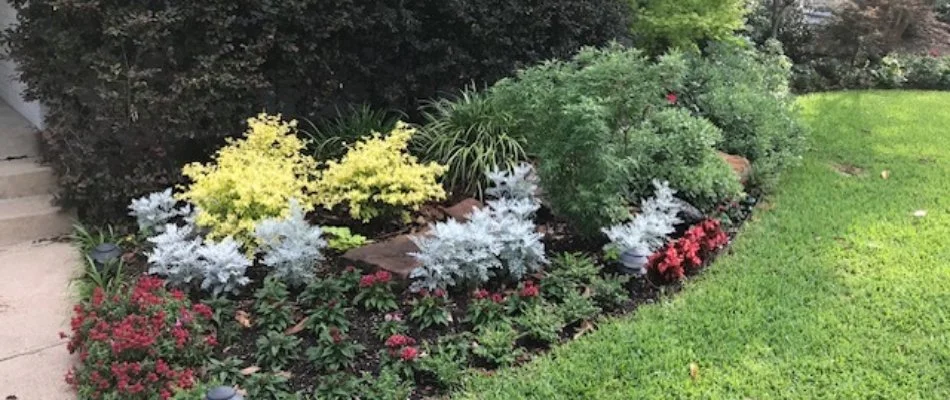 Landscape bed in Frisco, TX, with colorful flowers and shrubs.