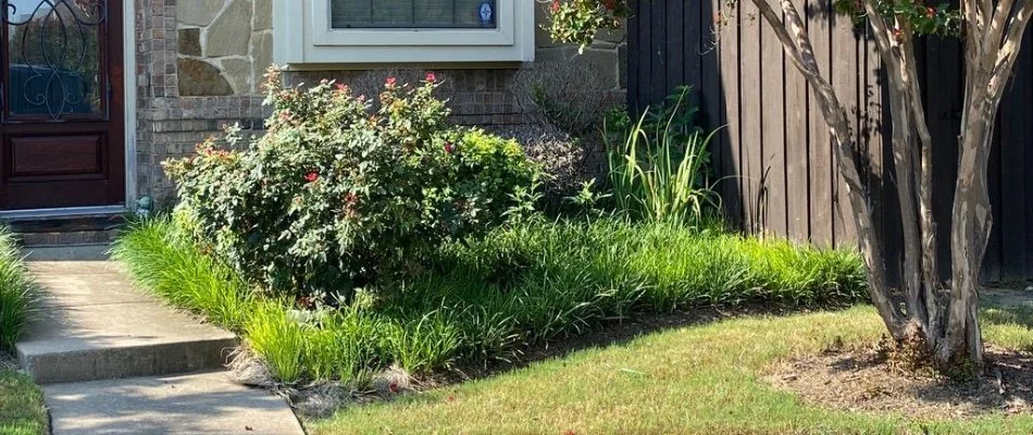 Landscape bed in Fort Worth, TX, with shrubs, flowers, and a tree beside a walkway.