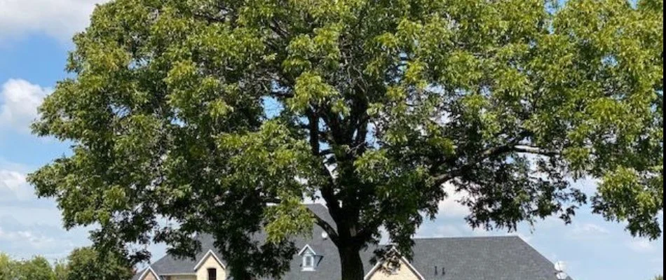 Large tree in front of a house in McKinney, TX.