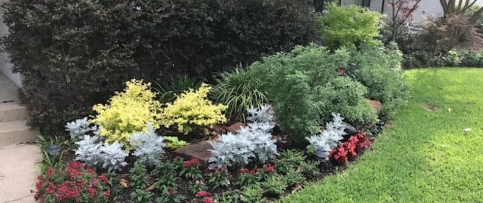 Lawn and landscape bed in McKinney, TX, with shrubs and flowers.