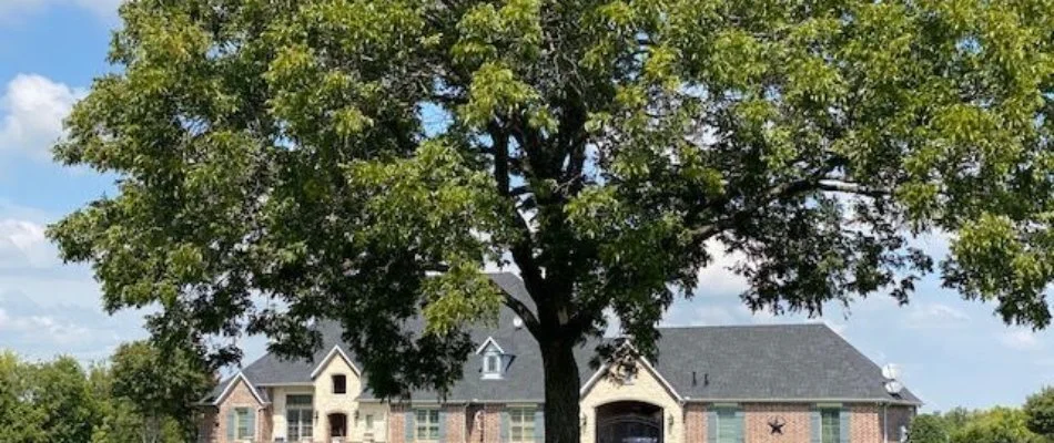 Tall lush tree on the front yard of a residential property in Prosper, TX.