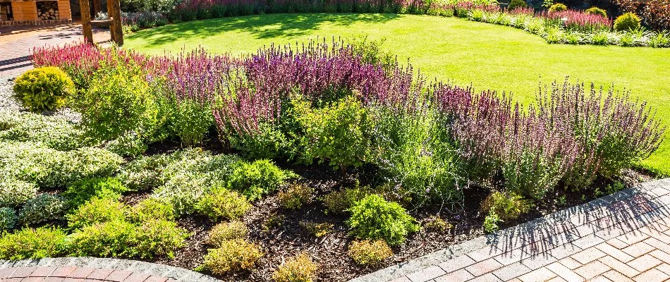 Landscaping in McKinney, TX, with colorful flowers and shrubs.