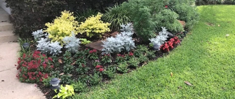 Annuals and perennials in landscape bed at home in McKinney, TX.