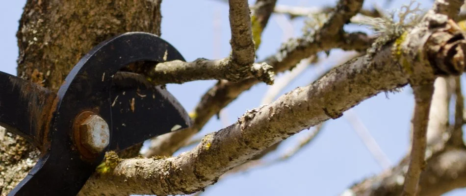 Pruning a tree limb in McKinney, TX, with shears.