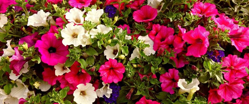 Red, white, and purple petunia flowers in McKinney, TX.