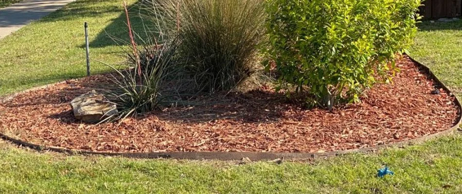 Reddish-brown mulch in a landscape bed with plants in McKinney, TX.