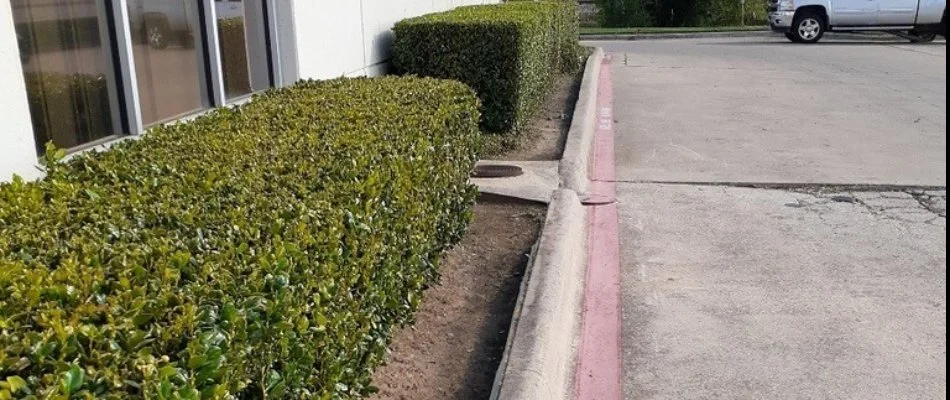 Trimmed shrubs next to business in McKinney, TX.