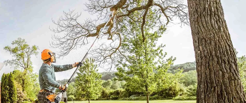 Worker in McKinney, TX, trimming a tree branch.