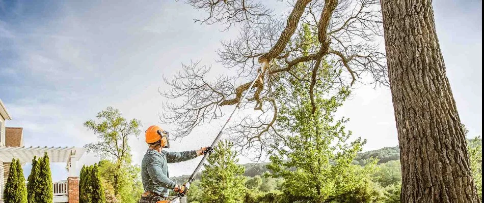 A worker trimming a tree branch in McKinney, TX.