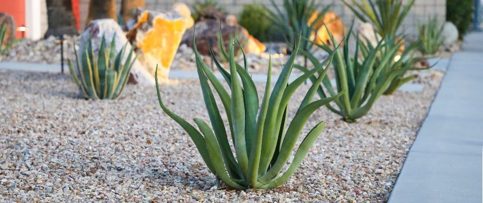 Xeriscaping at a home in Arlington, TX.