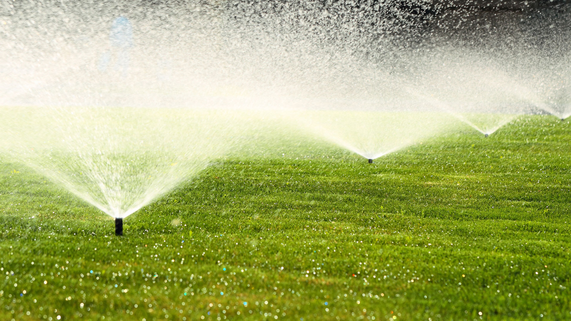 A sprinkler system sprays water over a lush green lawn